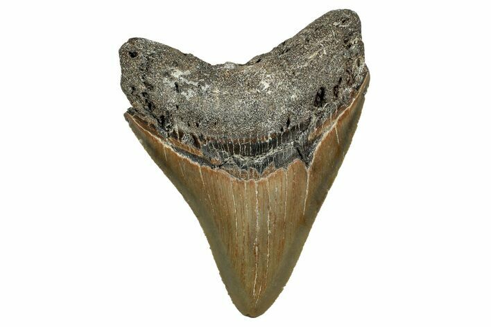 Serrated, Fossil Megalodon Tooth - North Carolina #344071